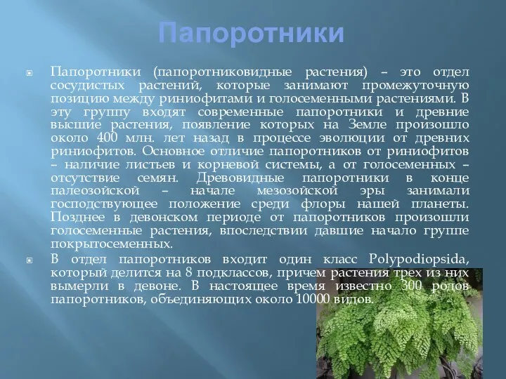 Папоротники Папоротники (папоротниковидные растения) – это отдел сосудистых растений, которые занимают