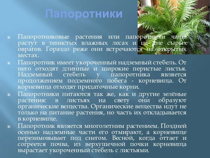 Папоротники Папоротниковые растения или папоротники чаще растут в тенистых влажных лесах