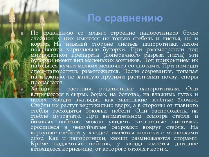 По сравнению По сравнению со мхами строение папоротников более сложное: у