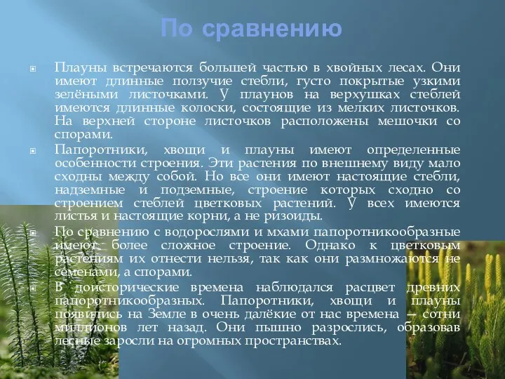 По сравнению Плауны встречаются большей частью в хвойных лесах. Они имеют