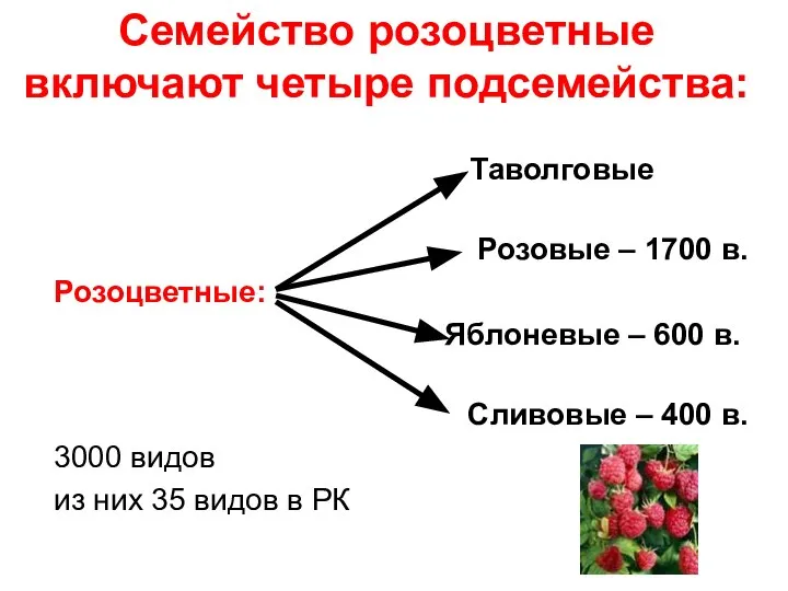 Семейство розоцветные включают четыре подсемейства: Таволговые Розовые – 1700 в. Розоцветные: