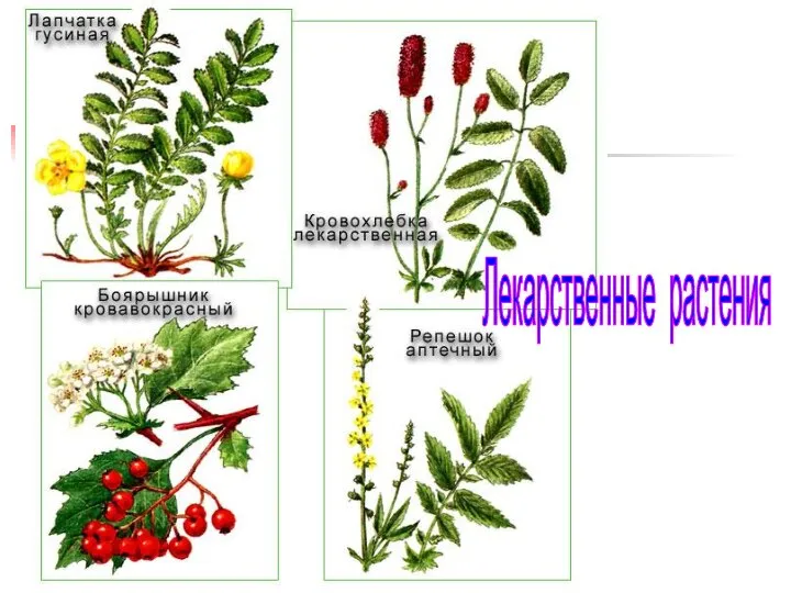 Лекарственные растения