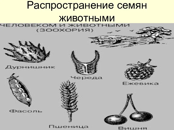 Распространение семян животными