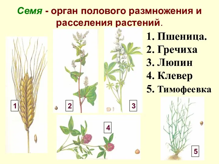 Семя - орган полового размножения и расселения растений. 1. Пшеница. 2.