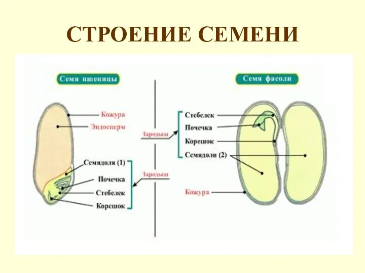 СТРОЕНИЕ СЕМЕНИ