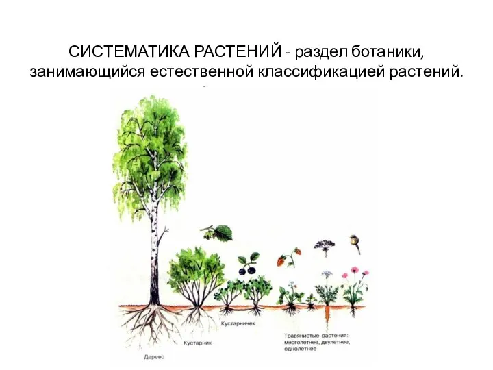 СИСТЕМАТИКА РАСТЕНИЙ - раздел ботаники, занимающийся естественной классификацией растений.