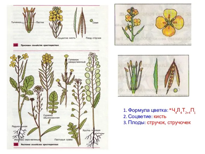 1. Формула цветка: *Ч4Л4Т2+4П1 2. Соцветие: кисть 3. Плоды: стручок, стручочек