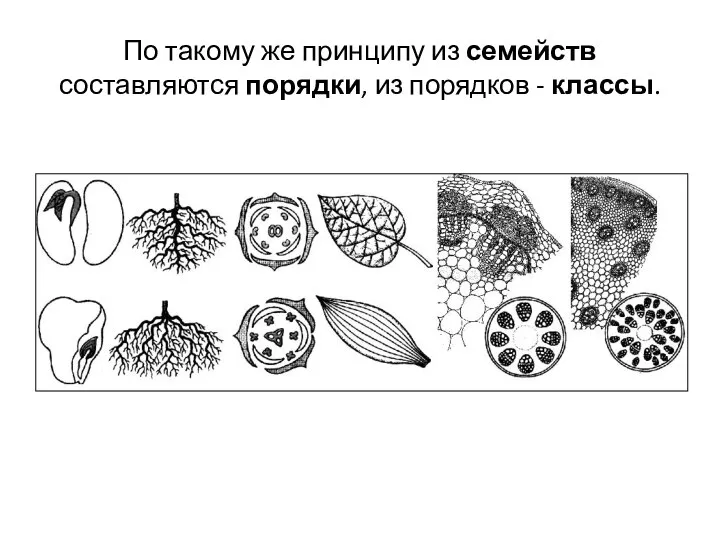 По такому же принципу из семейств составляются порядки, из порядков - классы.