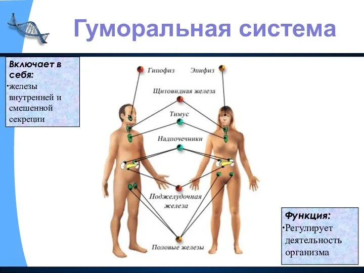 Включает в себя: железы внутренней и смешенной секреции Функция: Регулирует деятельность организма Гуморальная система