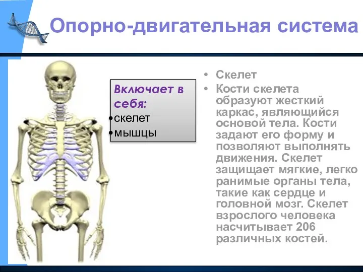 Скелет Кости скелета образуют жесткий каркас, являющийся основой тела. Кости задают