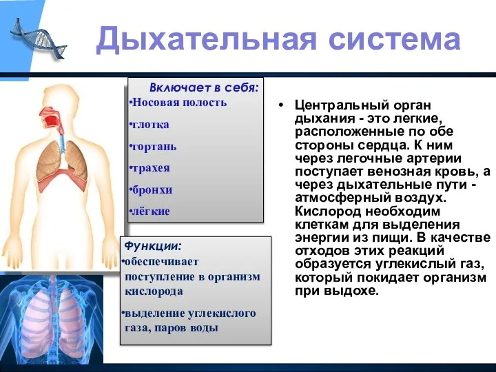 Центральный орган дыхания - это легкие, расположенные по обе стороны сердца.