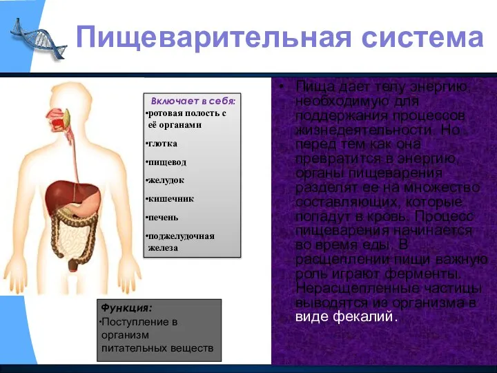 Пища дает телу энергию, необходимую для поддержания процессов жизнедеятельности. Но перед