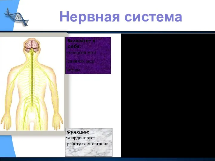 В человеческом теле много органов, и их совместную работу необходимо координировать.