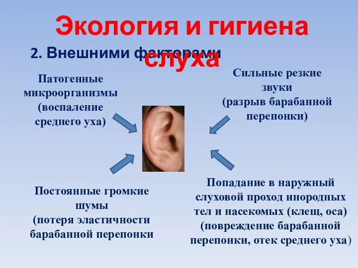 2. Внешними факторами Экология и гигиена слуха Патогенные микроорганизмы (воспаление среднего