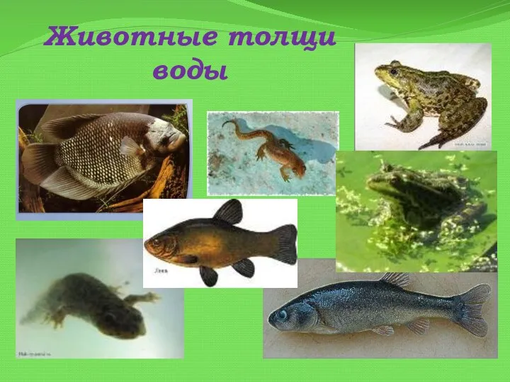 Животные толщи воды