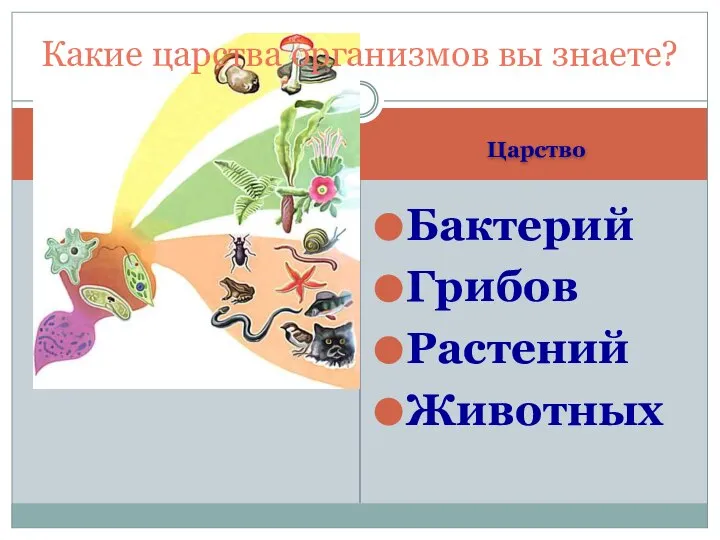 Царство Бактерий Грибов Растений Животных Какие царства организмов вы знаете?