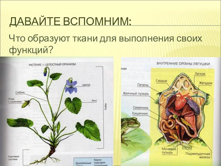 ДАВАЙТЕ ВСПОМНИМ: Что образуют ткани для выполнения своих функций?