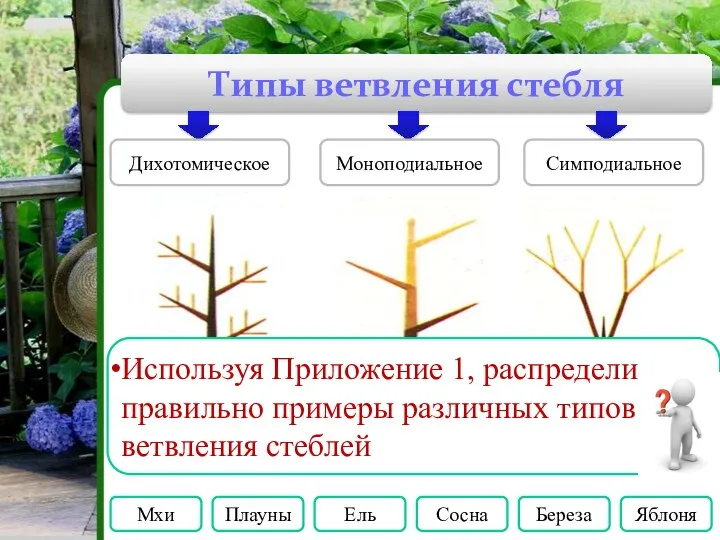 Типы ветвления стебля Дихотомическое Моноподиальное Симподиальное Мхи Плауны Ель Сосна Береза