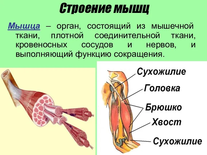 Строение мышц Мышца – орган, состоящий из мышечной ткани, плотной соединительной