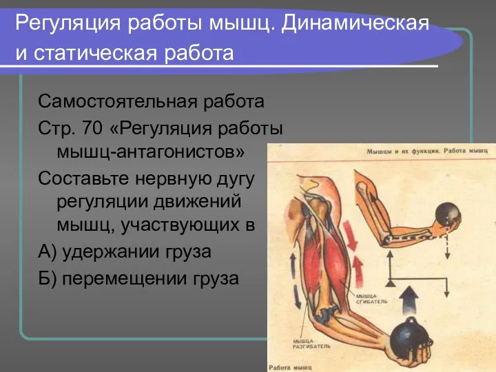 Регуляция работы мышц. Динамическая и статическая работа Самостоятельная работа Стр. 70