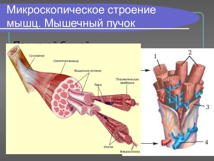 Микроскопическое строение мышц. Мышечный пучок Под какой буквой обозначены гладкая и