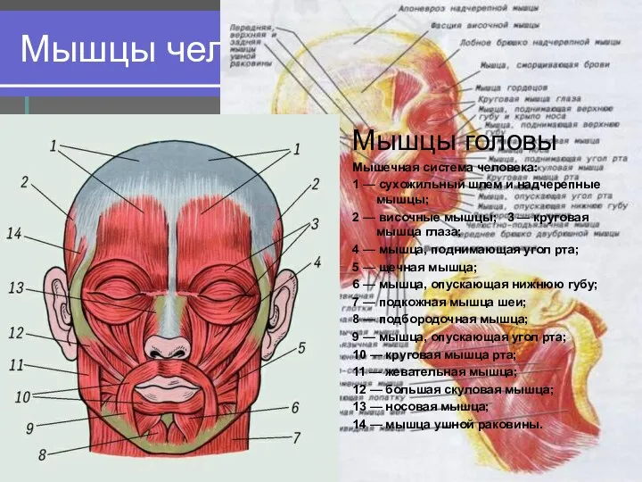 Мышцы человеческого тела Мышцы головы Мышцы головы Мышечная система человека: 1