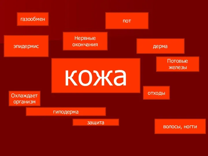 кожа газообмен Нервные окончания пот Потовые железы дерма эпидермис отходы Охлаждает организм защита волосы, ногти гиподерма