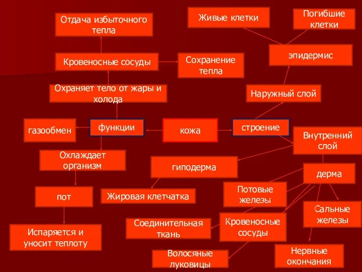 кожа строение функции газообмен Охраняет тело от жары и холода Кровеносные