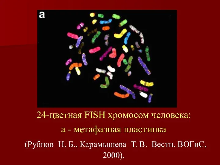 24-цветная FISH хромосом человека: a - метафазная пластинка (Рубцов Н. Б.,