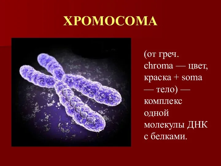 ХРОМОСОМА (от греч. chroma — цвет, краска + soma — тело)