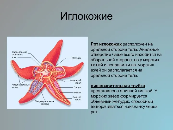 Иглокожие Рот иглокожих расположен на оральной стороне тела. Анальное отверстие чаще