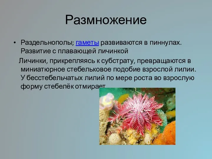 Размножение Раздельнополы; гаметы развиваются в пиннулах. Развитие с плавающей личинкой Личинки,