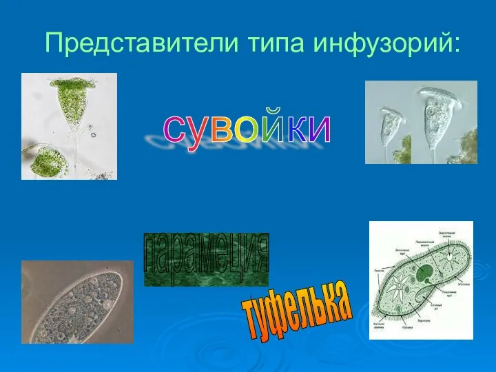 Представители типа инфузорий: сувойки парамеция туфелька