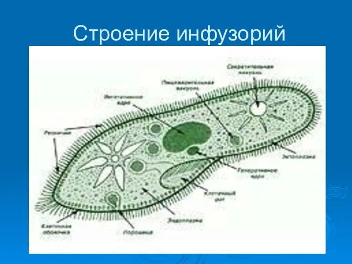 Строение инфузорий реснички