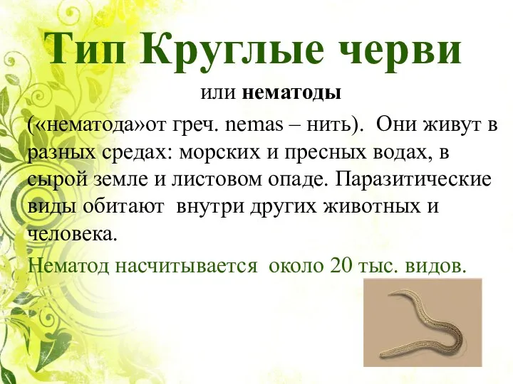 Тип Круглые черви или нематоды («нематода»от греч. nemas – нить). Они