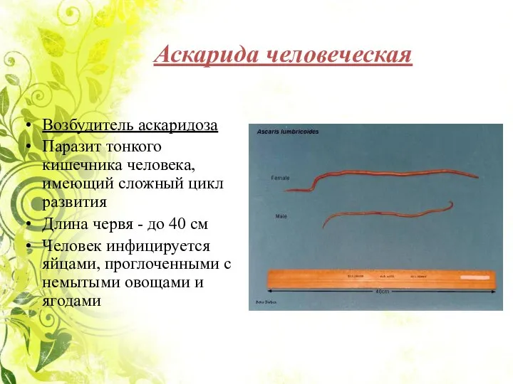 Аскарида человеческая Возбудитель аскаридоза Паразит тонкого кишечника человека, имеющий сложный цикл