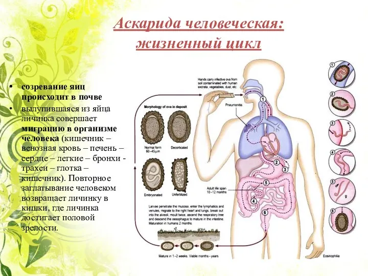 Аскарида человеческая: жизненный цикл созревание яиц происходит в почве вылупившаяся из