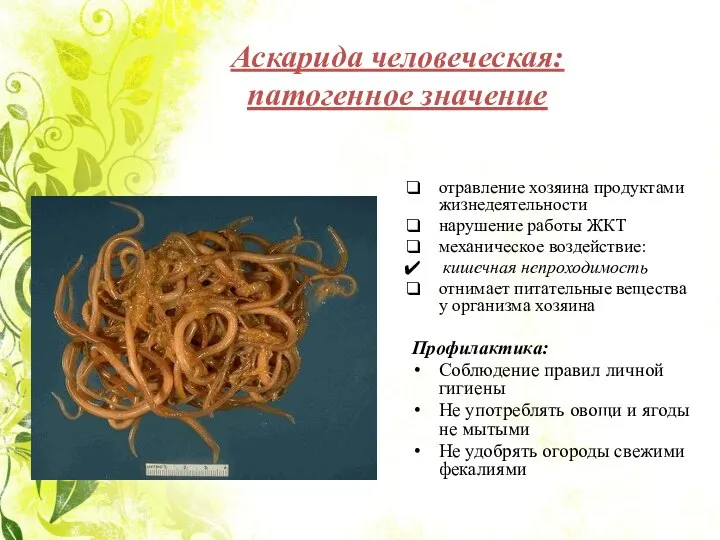 Аскарида человеческая: патогенное значение отравление хозяина продуктами жизнедеятельности нарушение работы ЖКТ