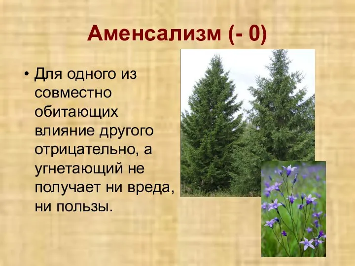 Аменсализм (- 0) Для одного из совместно обитающих влияние другого отрицательно,