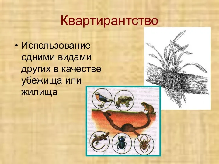 Квартирантство Использование одними видами других в качестве убежища или жилища