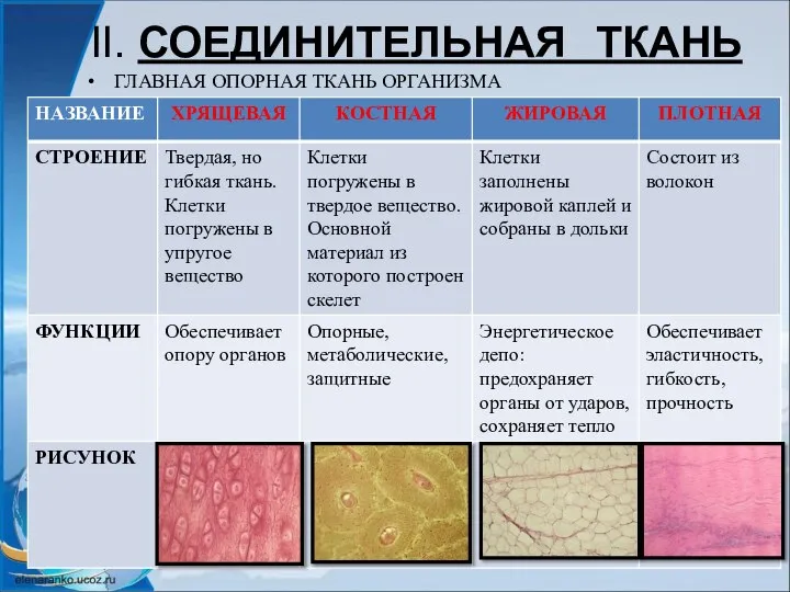 II. СОЕДИНИТЕЛЬНАЯ ТКАНЬ ГЛАВНАЯ ОПОРНАЯ ТКАНЬ ОРГАНИЗМА