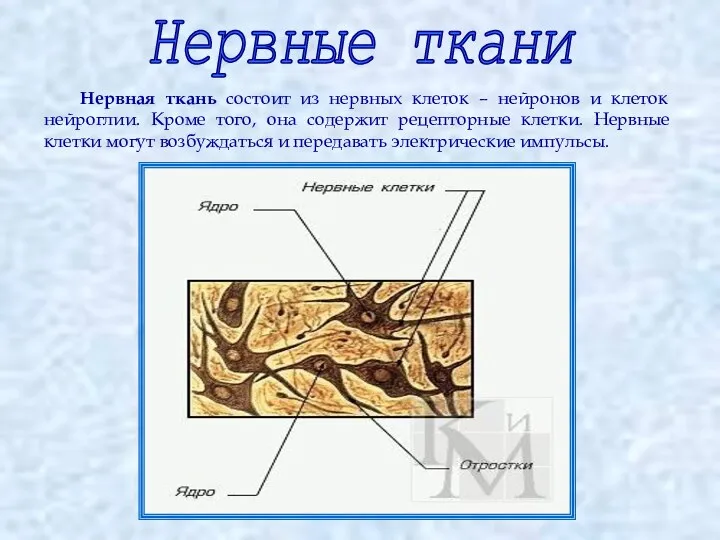 Нервные ткани Нервная ткань состоит из нервных клеток – нейронов и