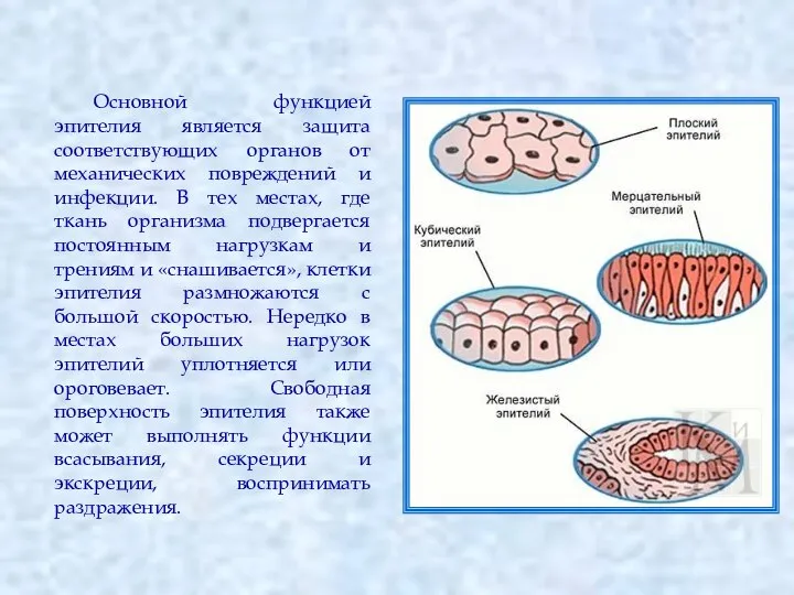 Основной функцией эпителия является защита соответствующих органов от механических повреждений и