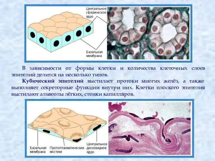 В зависимости от формы клетки и количества клеточных слоев эпителий делится