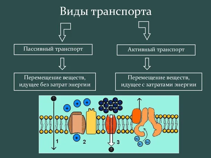 Пассивный транспорт Активный транспорт Перемещение веществ, идущее без затрат энергии Перемещение