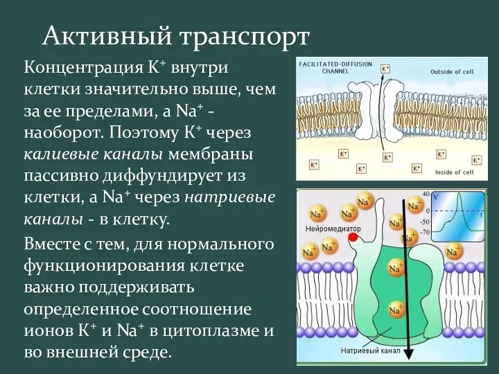 Активный транспорт Концентрация K+ внутри клетки значительно выше, чем за ее