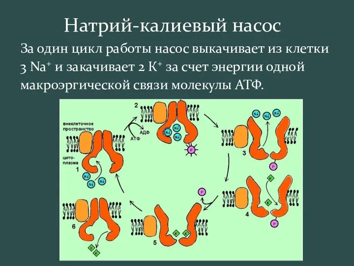 Натрий-калиевый насос За один цикл работы насос выкачивает из клетки 3