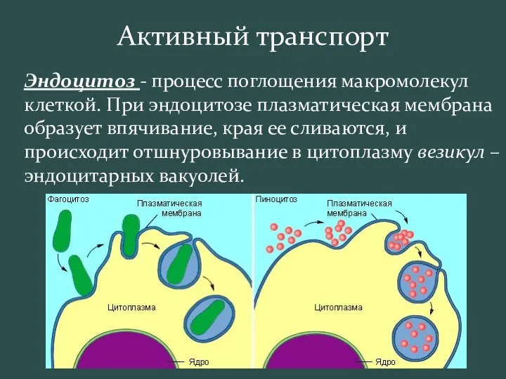 Активный транспорт Эндоцитоз - процесс поглощения макромолекул клеткой. При эндоцитозе плазматическая