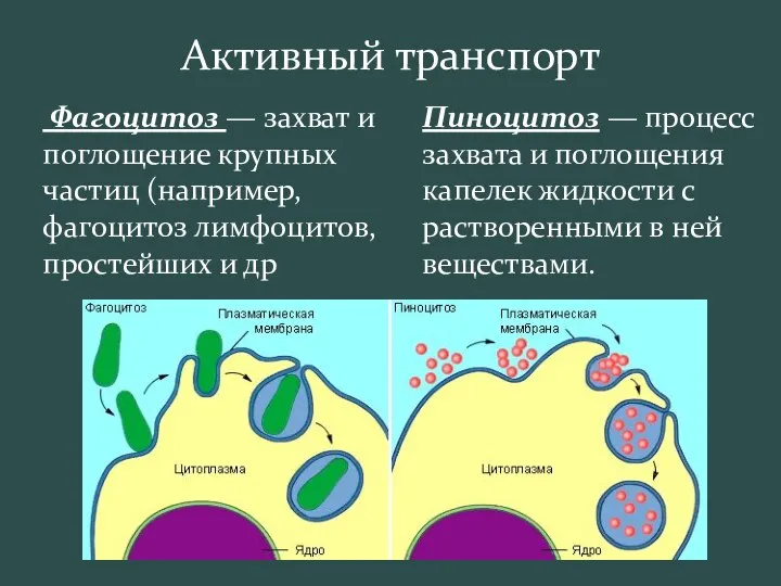 Активный транспорт Фагоцитоз — захват и поглощение крупных частиц (например, фагоцитоз