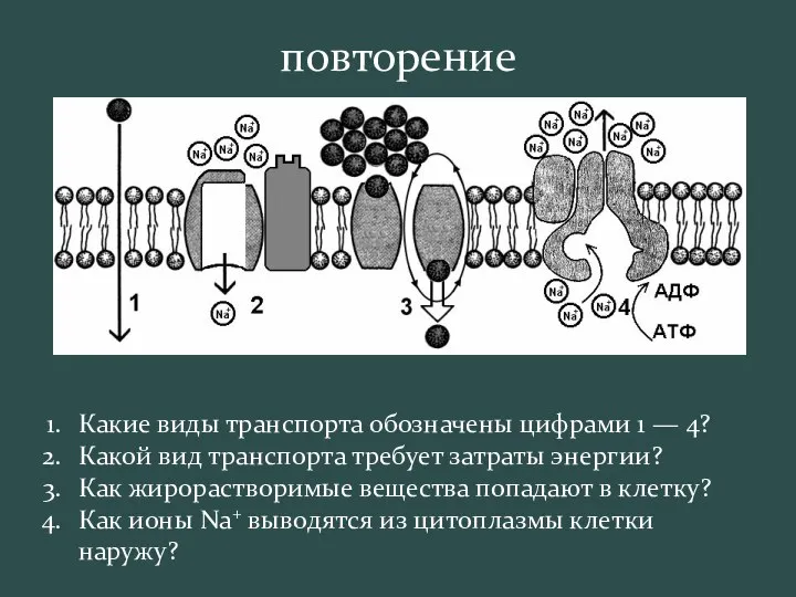 Какие виды транспорта обозначены цифрами 1 — 4? Какой вид транспорта